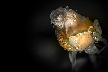 Crying Rose, rose, crying, yellow, flower HD wallpaper
