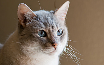 Animals, Background, Cat, Fluffy, Muzzle HD wallpaper