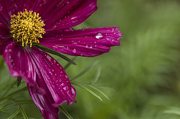 Kosmeya, water drops, macro, flower HD wallpaper