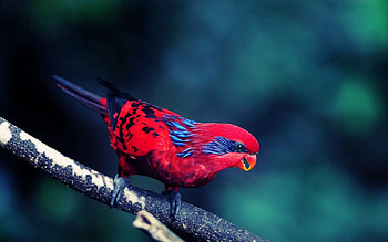 Animals, Bird, Sit, Branch HD wallpaper