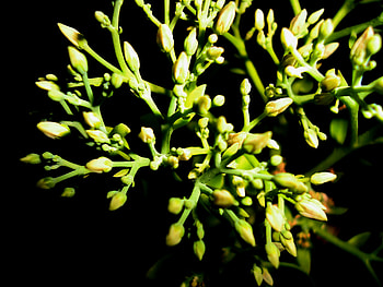 buds at night, night, buds, makro, flower HD wallpaper