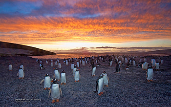 Penguins Colony, penguins, birds, animals HD wallpaper