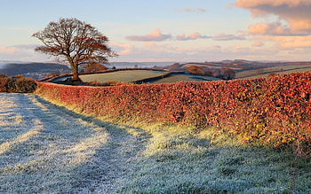 First Snow, hedge, landscape, clouds, sky, tree HD wallpaper