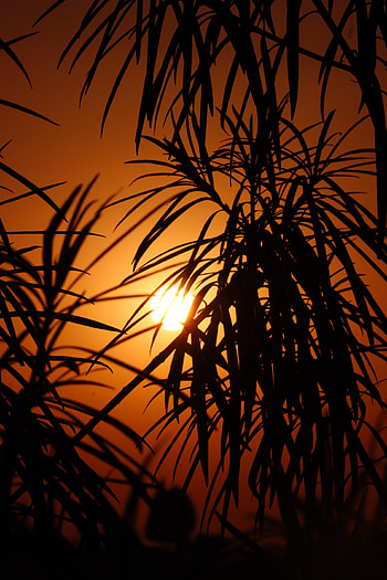 Sunset, Leaves, Sun, Palms, Texture, Textures HD phone wallpaper