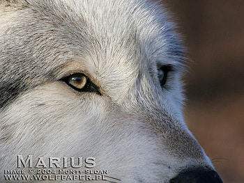 CLOSE-UP WOLF, white wolves, wolves, dogs, grey wolf, close up wolves HD wallpaper