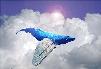 MASTER OF THE SKY, animal, whale, fantasy, hop, hybrid, clouds, cool, sky HD wallpaper