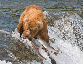 Animals, Water, Rivers, Fishes, Bear, Catching HD wallpaper