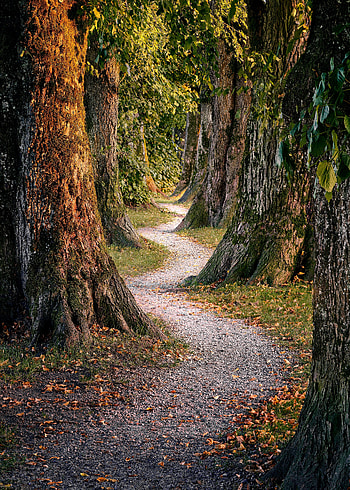 Nature, Trees, Forest, Path HD phone wallpaper