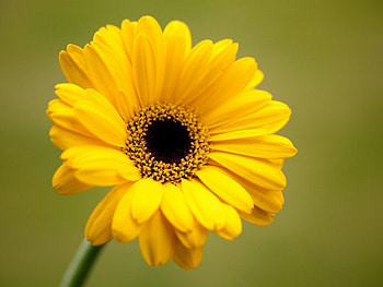 Yellow flower, blooms, petals, yellow, flower HD wallpaper