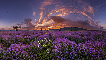 Flower Field, sky, nature, flowers, field HD wallpaper