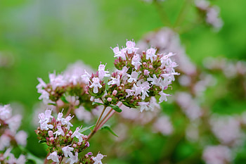 Flowering, Oregano HD wallpaper