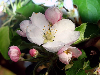 Spring is in the Air, nature, spring, blossom, flower HD wallpaper