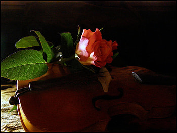Still life rose , rose, music, love, red, violin HD wallpaper