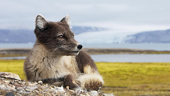 Gray Fox, Youwall Grey Fox , Captivating fox species, Graceful and intelligent HD wallpaper
