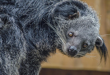 The Palawan, Binturong HD wallpaper