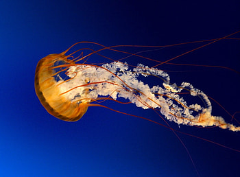 Jellyfish, ocean HD wallpaper