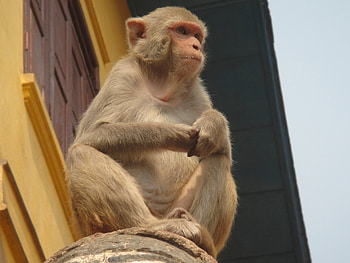 Animals, Monkey, Is Sitting, Sits, Bottom View HD wallpaper