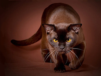 Animals, Cats HD wallpaper