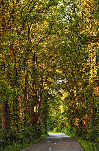 A tranquil road flanked by towering trees creates a que pathway in a lush green forest setting. HD phone wallpaper