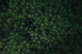 Leaves, Bush, Macro HD wallpaper