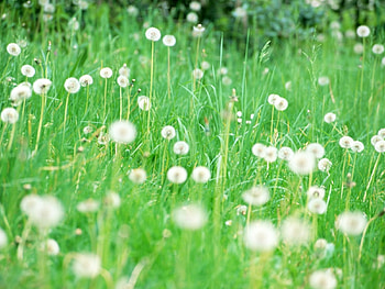 Plants, Grass, Dandelions HD wallpaper