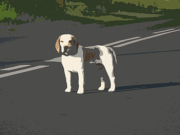 Dog - Paper-Cut, dog, street, paper, paper-cut, cut HD wallpaper