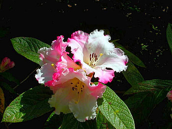 Beautiful Flowers, beautiful, flowers HD wallpaper