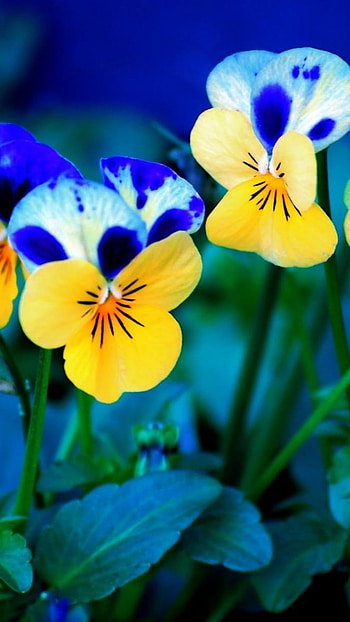 Flowers , Blue And Yellow, Flowers HD phone wallpaper