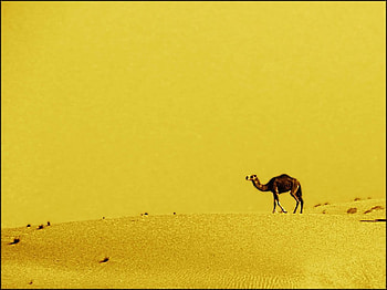 Dubai desert, camel desert, dubai, nature, yellow HD wallpaper