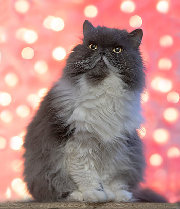 Animals, Cat, Fluffy, Pet, Sight, Opinion, Persian Cat HD phone wallpaper