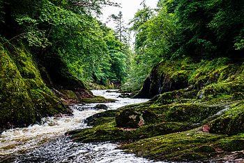 Nature, Rivers, Rock, Forest, Stone, Moss, Creek, Brook HD wallpaper