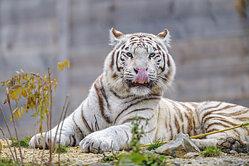 Animals, Predator, Big Cat, Tiger, Protruding Tongue, Tongue Stuck Out, White Tiger HD wallpaper