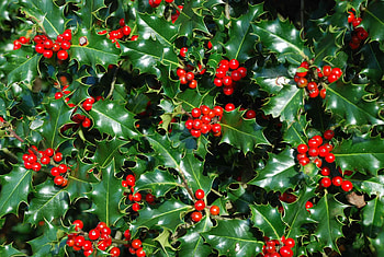 Berries, Holly Tree HD wallpaper