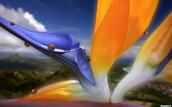 Flower in 3D, blue, 3d, flower HD wallpaper