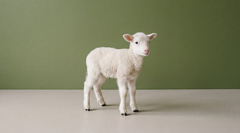 Tender Lamb —, Sheep HD wallpaper