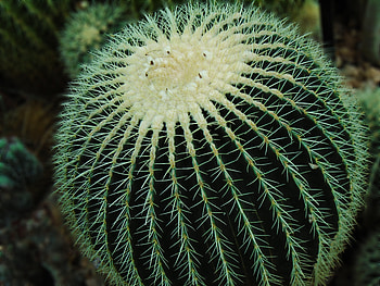 Flowers, Cactus, Prickles, Thorns, Succulent HD wallpaper