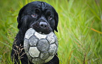 Animals, Grass, Dog, Muzzle, Ball HD wallpaper