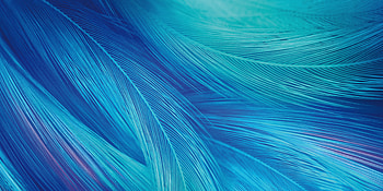 Vivo X27, close up, feathers, stock HD wallpaper