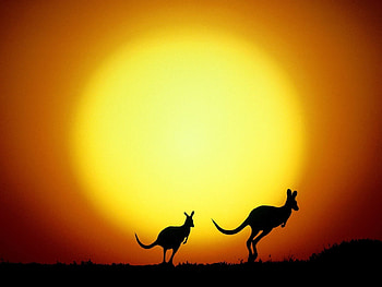 Animals, Sunset, Kangaroo HD wallpaper
