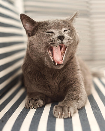 Animals, Cat, Pet, To Fall, Mouth, British Cat HD phone wallpaper