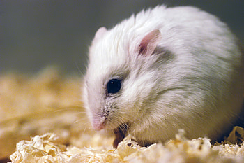Siberian dwarf, Hamsters HD wallpaper
