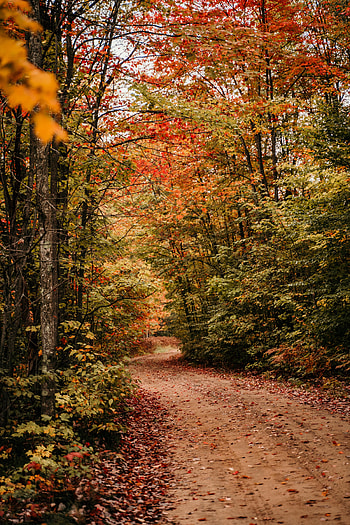 Nature, Trees, Autumn, Forest, Path HD phone wallpaper