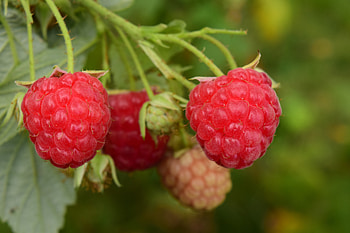 Food, Raspberry, Berries, Branch, Ripe HD wallpaper