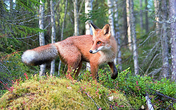 fox, animal, nature, forest HD wallpaper