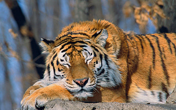 Animals, Muzzle, Predator, Big Cat, Tiger HD wallpaper