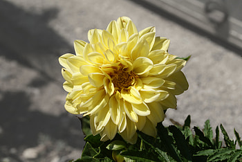 Yellow Dahlia, Blooms, Plants, Nature, Dahlia, Garden, Foilage, Outdoors, Flowers, Spring HD wallpaper