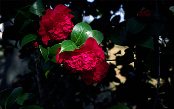 Red camellia, flowers, red HD wallpaper