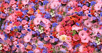 Park flowers, colorful, flowers, spring, park HD wallpaper