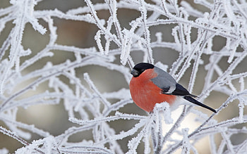 Animals, Birds, Snow HD wallpaper