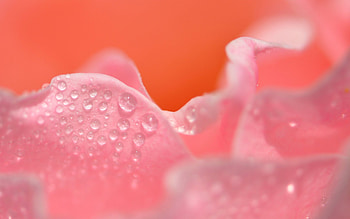 Pink, Drops, Macro, Petals, Close-Up HD wallpaper